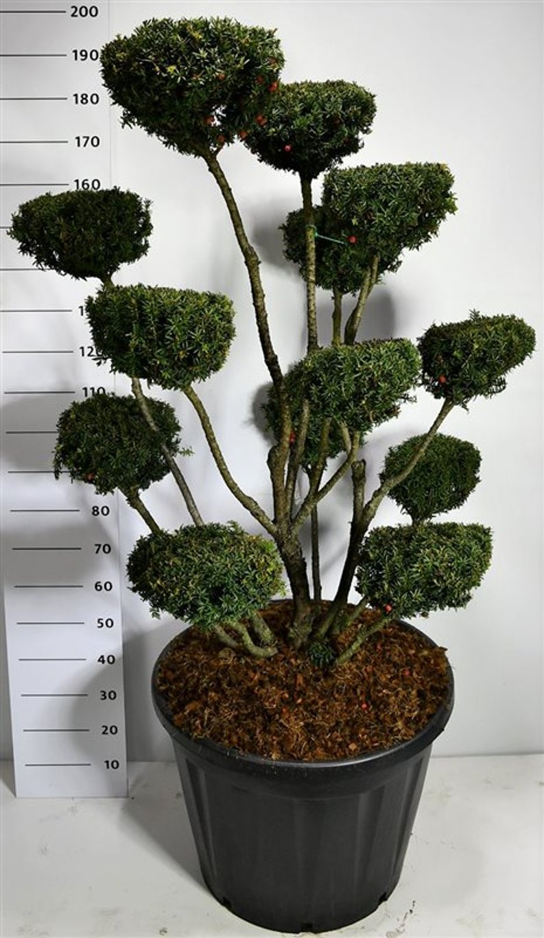 Taxus media 'Hicksii' - 125-150 CM Bonsai Cont.